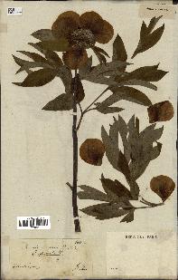 spécimen de Paeonia officinalis