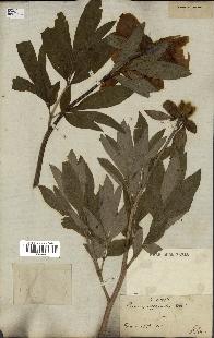 spécimen de Paeonia officinalis