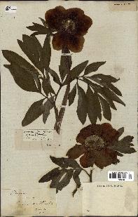 spécimen de Paeonia officinalis