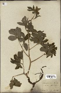 spécimen de Paeonia officinalis