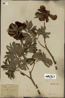 spécimen de Paeonia officinalis