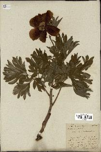 spécimen de Paeonia officinalis