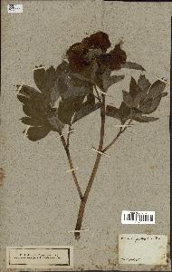 spécimen de Paeonia officinalis