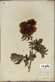 spécimen de Paeonia officinalis