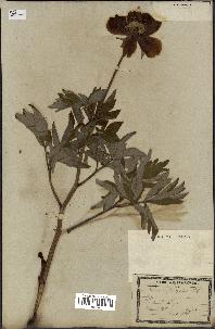 spécimen de Paeonia officinalis