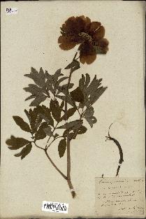 spécimen de Paeonia officinalis