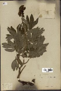 spécimen de Paeonia officinalis