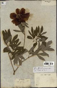 spécimen de Paeonia officinalis