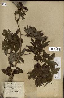 spécimen de Paeonia officinalis