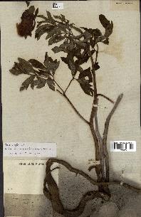 spécimen de Paeonia officinalis