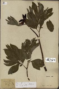 spécimen de Paeonia officinalis