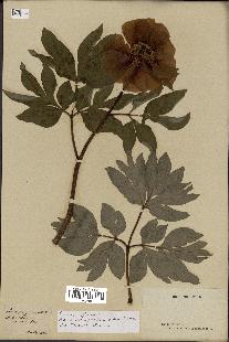 spécimen de Paeonia officinalis