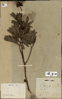 spécimen de Paeonia officinalis