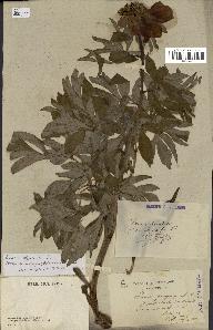 spécimen de Paeonia officinalis