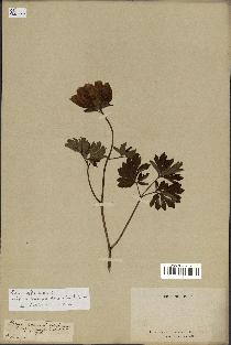 spécimen de Paeonia officinalis