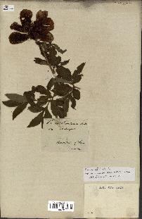 spécimen de Paeonia officinalis