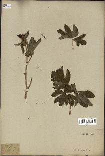 spécimen de Paeonia officinalis