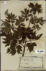 spécimen de Paeonia officinalis