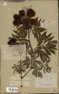 spécimen de Paeonia officinalis