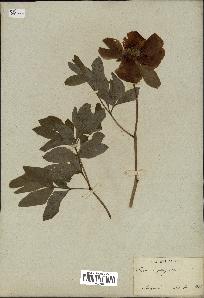 spécimen de Paeonia officinalis