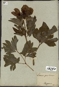 spécimen de Paeonia officinalis