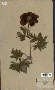 spécimen de Paeonia officinalis