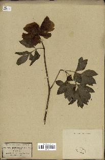 spécimen de Paeonia officinalis