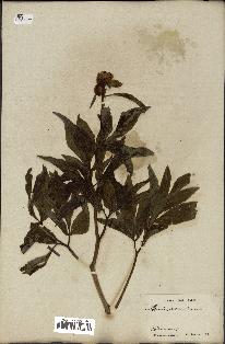 spécimen de Paeonia officinalis