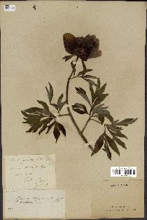 spécimen de Paeonia officinalis