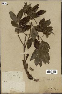 spécimen de Paeonia officinalis