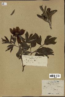 spécimen de Paeonia officinalis