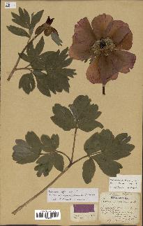 spécimen de Paeonia officinalis