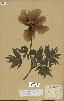 spécimen de Paeonia officinalis