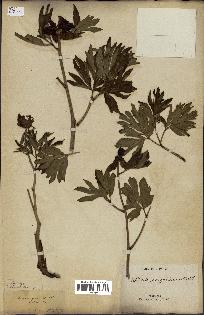 spécimen de Paeonia officinalis