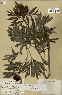 spécimen de Paeonia officinalis