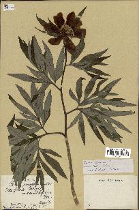 spécimen de Paeonia officinalis