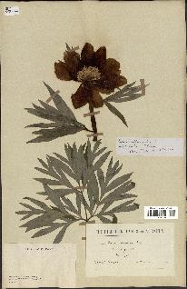 spécimen de Paeonia officinalis