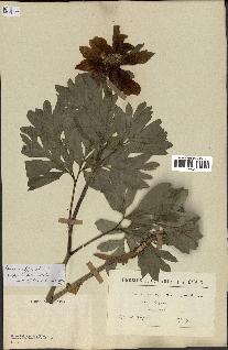 spécimen de Paeonia officinalis