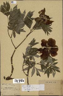 spécimen de Paeonia officinalis