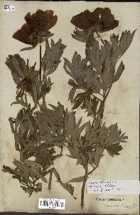 spécimen de Paeonia officinalis