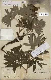 spécimen de Paeonia officinalis