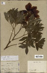 spécimen de Paeonia officinalis