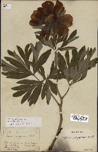 spécimen de Paeonia officinalis