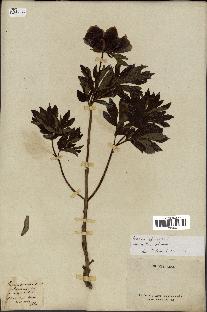 spécimen de Paeonia officinalis