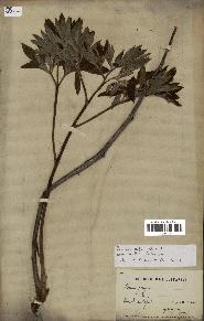 spécimen de Paeonia officinalis