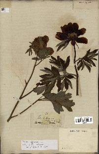 spécimen de Paeonia officinalis