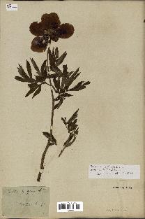 spécimen de Paeonia officinalis