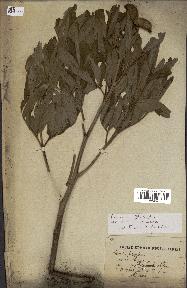 spécimen de Paeonia officinalis