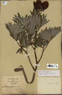 spécimen de Paeonia officinalis