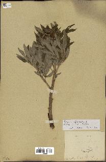 spécimen de Paeonia officinalis